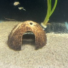Aquarium Decoration Coconut