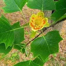 100+  TULIP TREE (LIRIODENDRON TULIPIFERA) seeds
