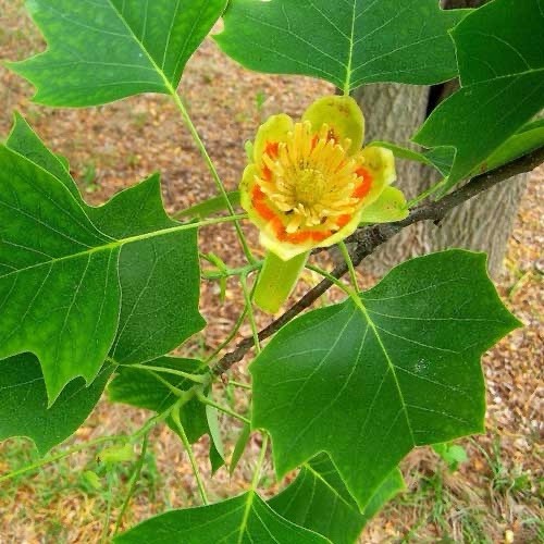 100 tulip tree - ,