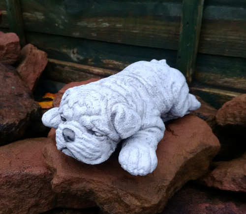 Small laying sharpei shar - small, pei