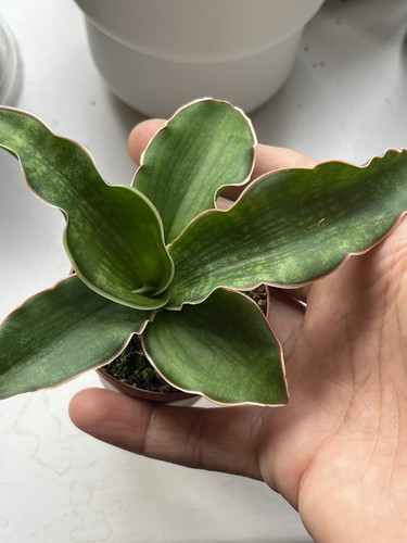 Sansevieria nalika green - , form