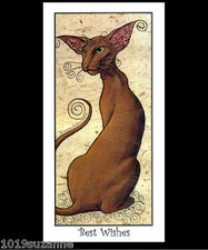 ORIENTAL CINNAMON CAT