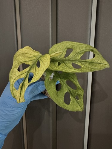 Variegated monstera adansonii - variegated,