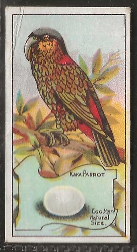 Wills australian birds - wills, australian-birds