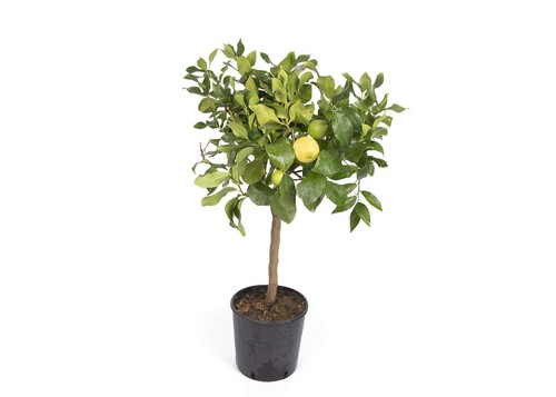 Selection fruit trees - of,