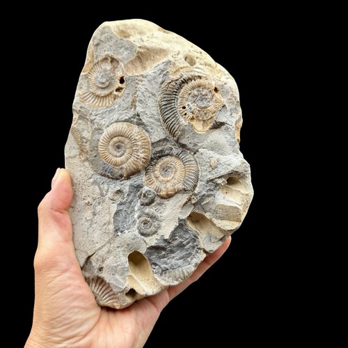 Natural jurassic ammonite - jurassic,