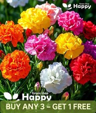 CARNATION MIX CHABAUD - 300