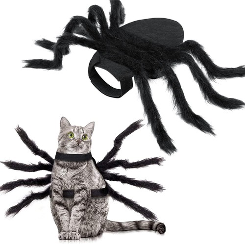 Halloween pet spider - halloween,