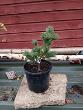 Pinus parviflora Hagoromo
