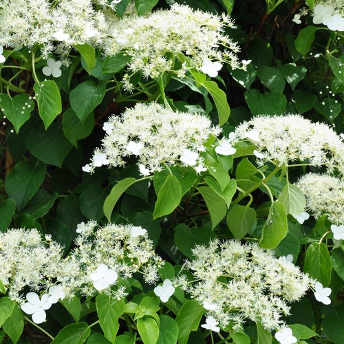 Hydrangea petiolaris hardy - hydrangea,