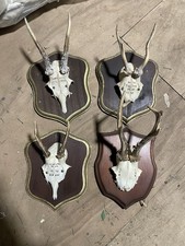 Taxidermy Roe Deer Antlers mounted on   shield