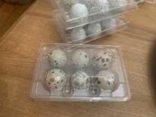 Beautiful rate speckled - 12,