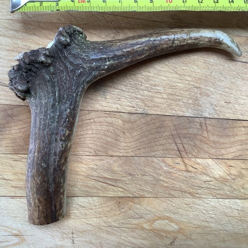 Deer antler walking - antler, top
