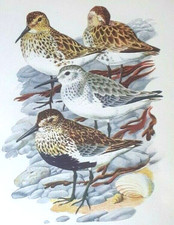 Tunnicliffe Dunlin Bird Print