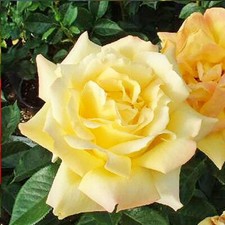 ROSE Grandpa Dickson -