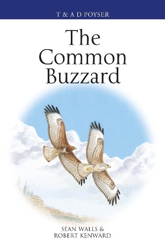The common buzzard - common,