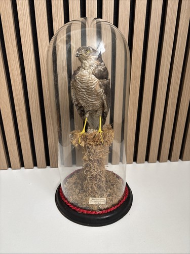 Victorian taxidermy sparrow - taxidermy,
