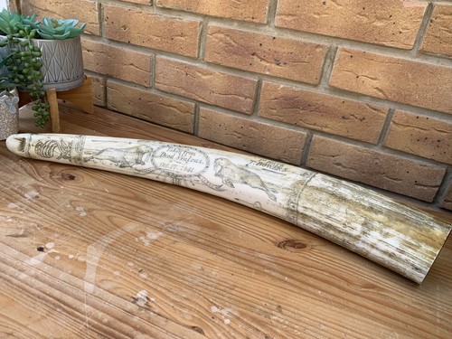 Faux walrus tusk scrimshaw - walrus,