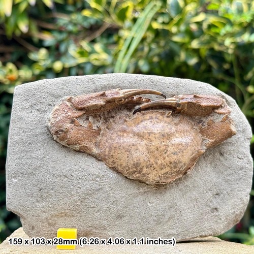 Charybdis complete fossil crab
