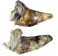 2 X Large Hairy Bull Horns