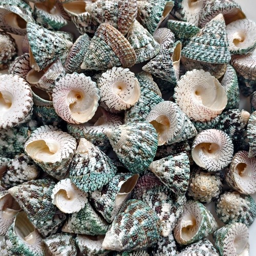 Natural pyramid top shells - pyramid,