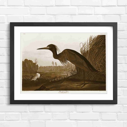 Blue heron vintage bird art - heron,