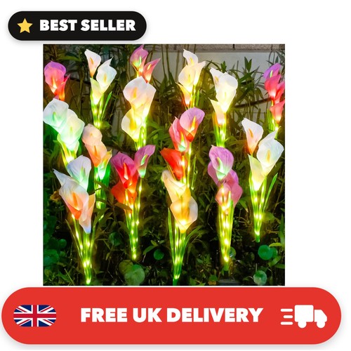 Solar calla lily - calla, flower