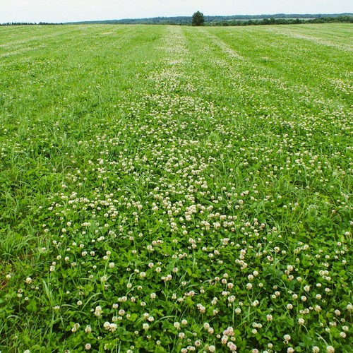 Dutch white clover - white,
