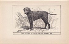 1900 CURLY-COATED RETRIEVER