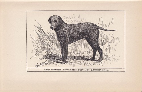1900 curly coated - 1900, retriever