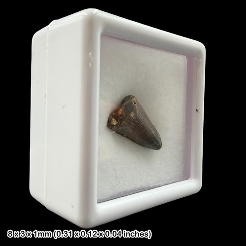 Rare crocodile teeth - rare,