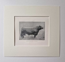 REID Aberdeen Angus Bull, 1918