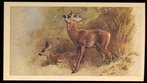 Tobacco card doncella - tobacco,