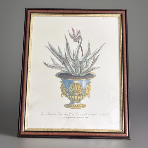 Weinmann botanical aloe print - weinmann,