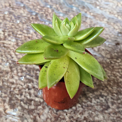 Live potted echeveria - live,