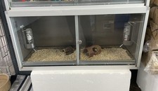 Small Double Rodent Cage/vivarium With Lockable Glass Doors 