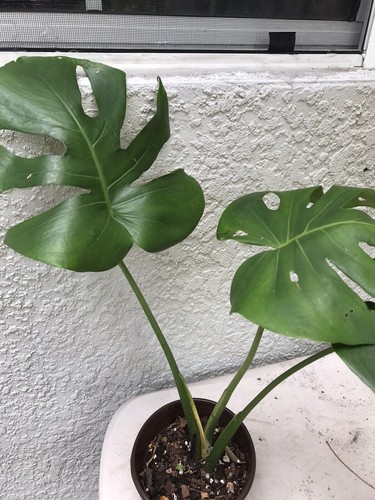 Monstera deliciosa swiss - monstera,