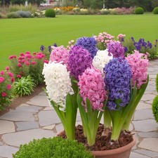 Hyacinth 12 x Bulb Mix - Nurseryman's Easy to Grow Spring Perennial Mixed Bulbs