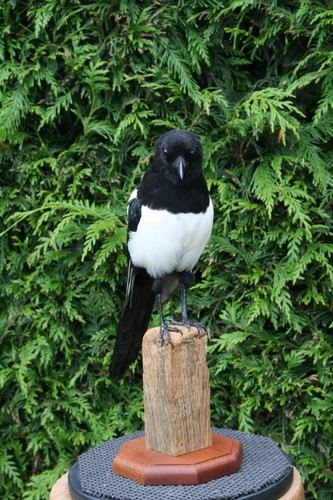 Taxidermy magpie crow - taxidermy, this