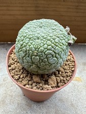 Pseudolithos migiurtinus, Own