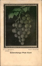 Colorchange Novelty Bunch of