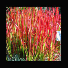 Japanese blood grass imperata - blood,