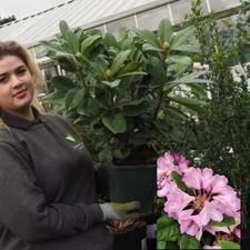 Rhododendron Eucharities Pink Large 4.5 Litre Pot Garden Plant Established Shrub