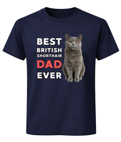 Best british shorthair - shorthair, dad
