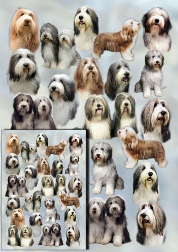 Bearded collie dog - bearded, wrapping