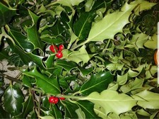 Freshly picked holly (Wreath