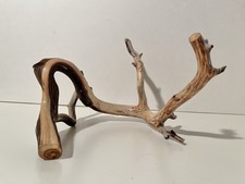 Manzanita Driftwood, Reptile