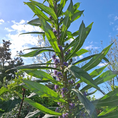 Echium pininata blue purple - pininata,