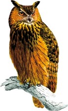 Window Cling Owl Bird Stained