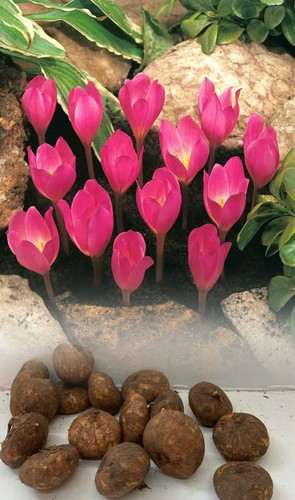 100 crocus zonatus - 1-100,